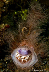 Hairy Frogfish yawning-Lembeh by Richard Goluch 